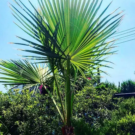 Royal Sunset & Διαμέρισμα