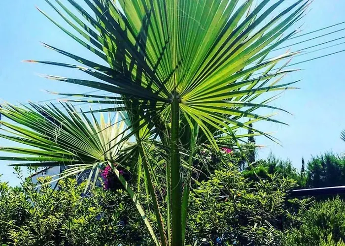 Royal Sunset & Lägenhet